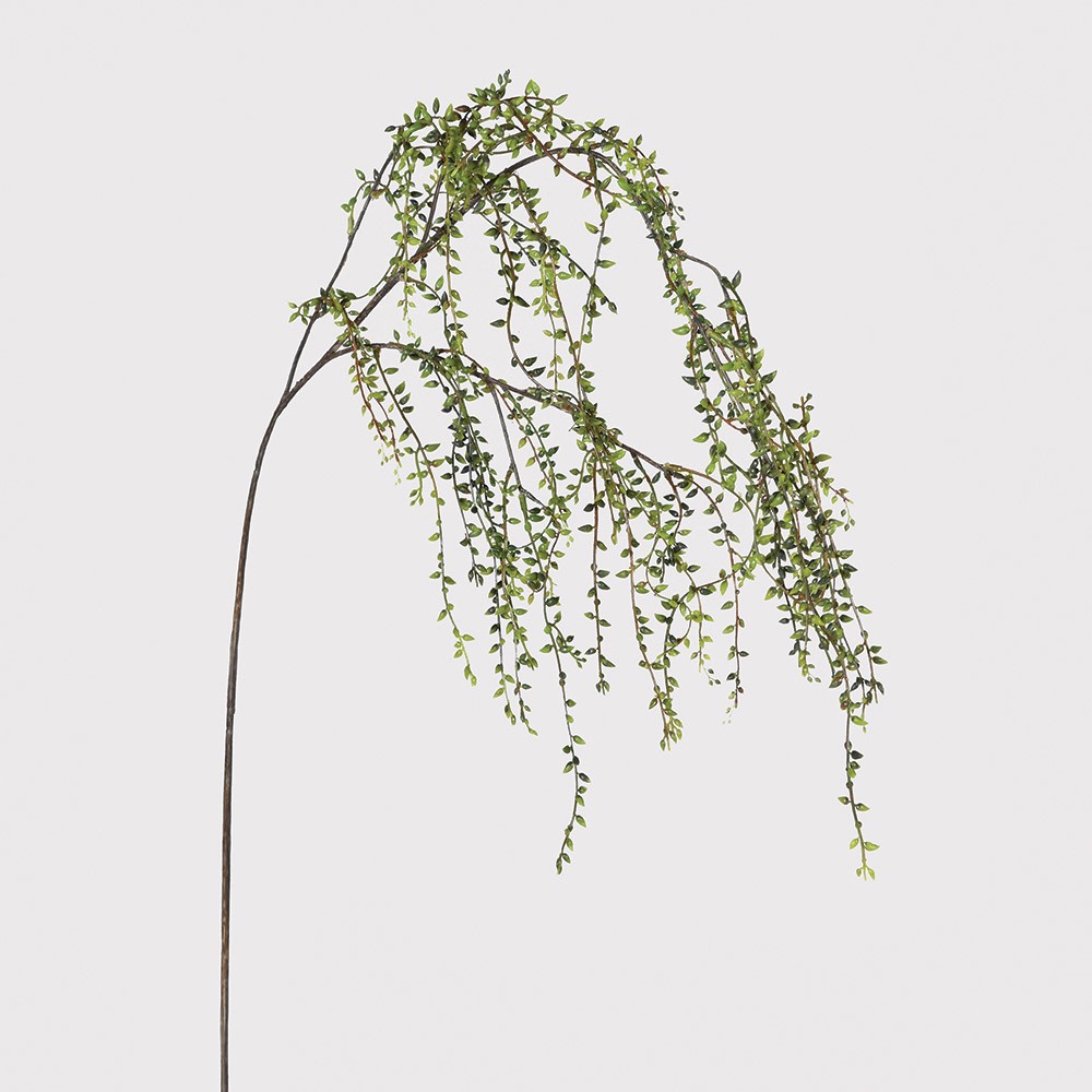String of Pearls Stem