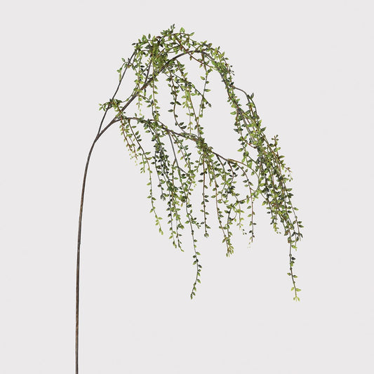 String of Pearls Stem