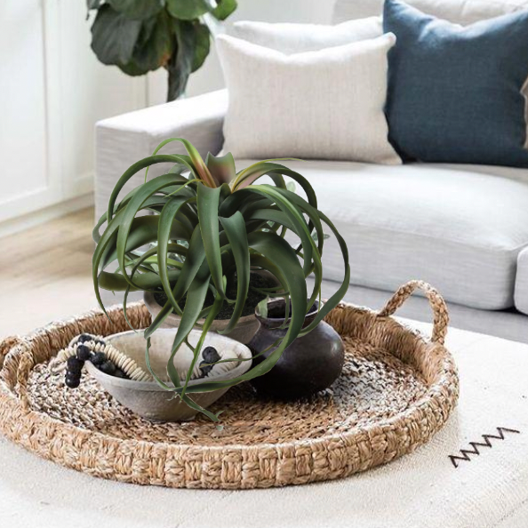 Potted Tillandsia
