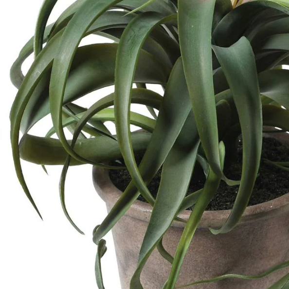 Potted Tillandsia