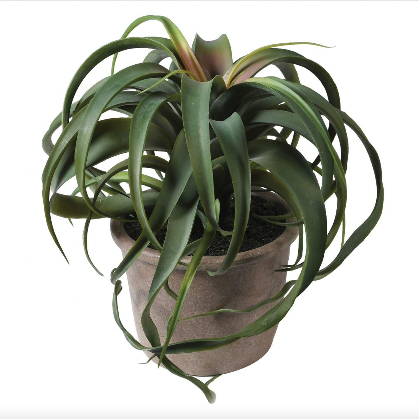 Potted Tillandsia