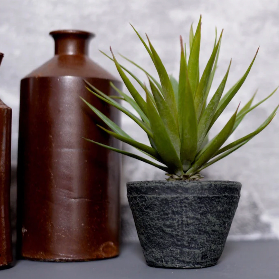 Green Spikey Airplant in Dark Grey Cement Pot