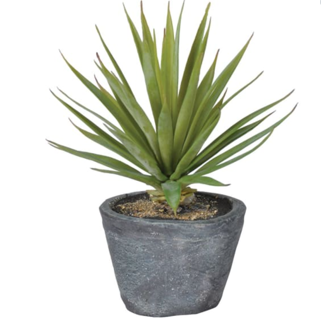 Green Spikey Airplant in Dark Grey Cement Pot