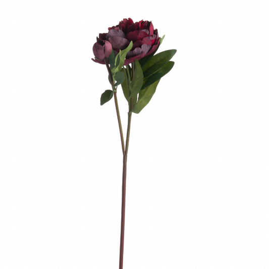 Burgundy Peony Rose