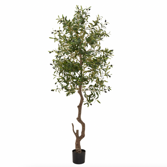 Calabria Large Olive Tree
