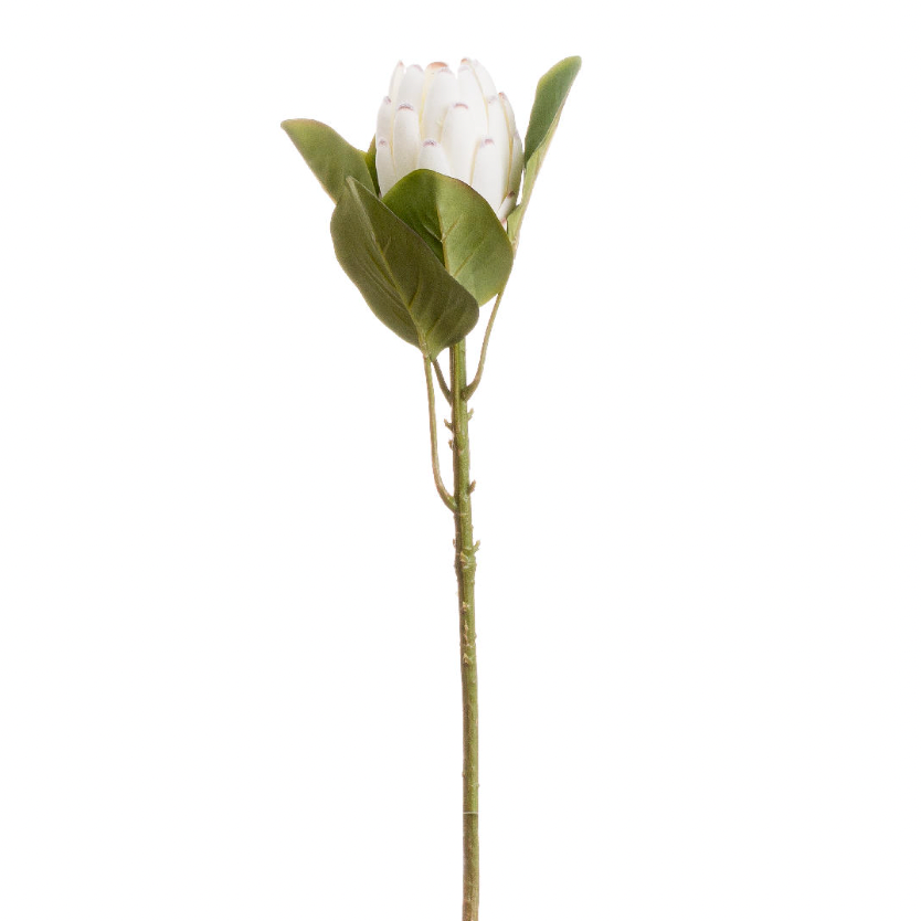 Closed White Protea