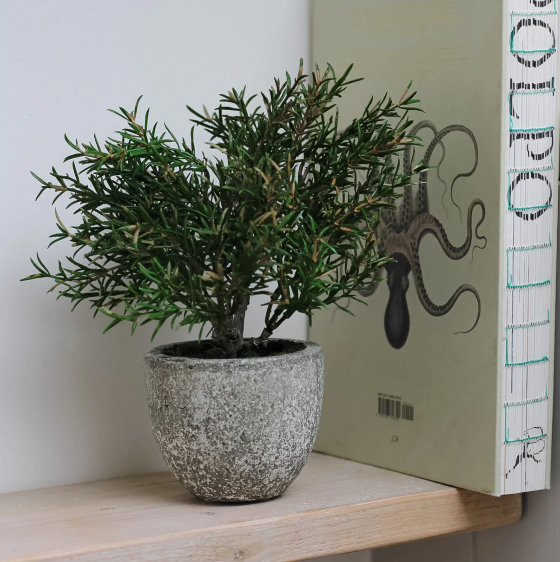 Faux Rosemary Bush in Clay Pot