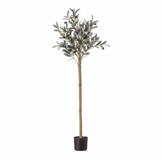 DRAKELOW SHOWHOME SPRUCE OLIVE TREE