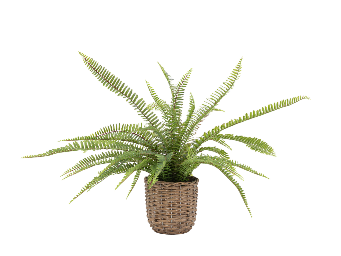 Potted Fern Plant