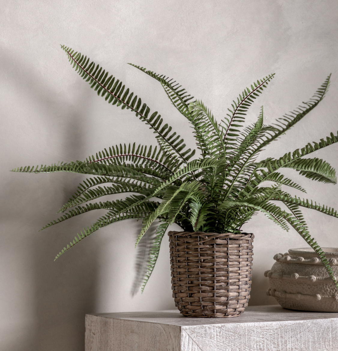 Potted Fern Plant