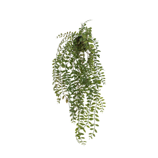 Trailing Fern in Soil
