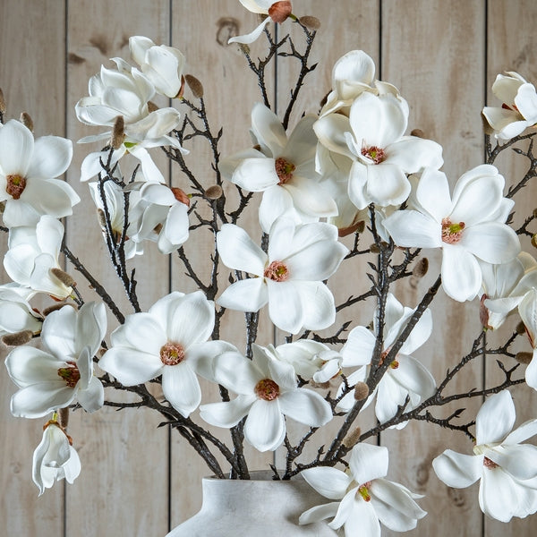 White Magnolia Stem