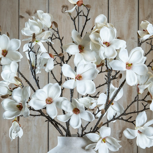 White Magnolia Stem