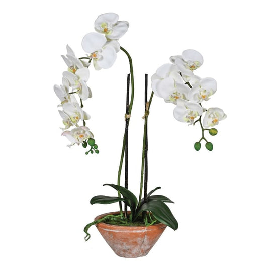 White Phalaenopsis Orchid in Terracotta Pot